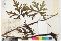 藏品(缺刻烏頭)的圖片