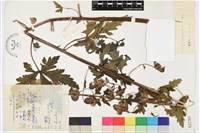 藏品(缺刻烏頭)的圖片