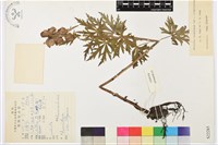 藏品(展毛東俄洛烏頭)的圖片