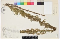 藏品(鐵棒錘)的圖片