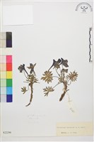 藏品(寬距翠雀花)的圖片