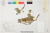 藏品(寶興翠雀花)的圖片