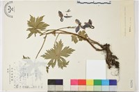 藏品(螺距翠雀花)的圖片