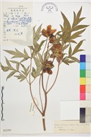 藏品(黃牡丹)的圖片