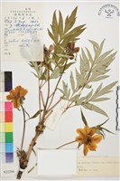 藏品(黃牡丹)的圖片