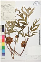 藏品(黃牡丹)的圖片