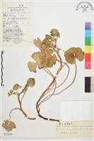 藏品(察瓦龍翠雀花)的圖片