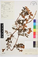 藏品(薄葉鐵線蓮)的圖片