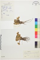 藏品(鴉跖花)的圖片