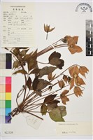 藏品(金毛鐵線蓮)的圖片