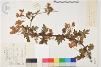 藏品(毛果繡球藤)的圖片