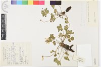 藏品(草玉梅)的圖片