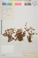 藏品(高原毛茛)的圖片