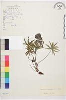 藏品(寬距翠雀花)的圖片