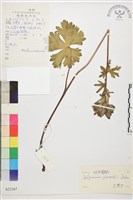 藏品(短距翠雀花)的圖片