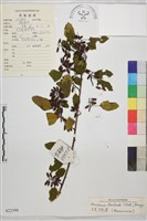 藏品(多花勾兒茶, 多花黃鱔藤)的圖片