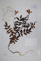 藏品(毛子草)的圖片