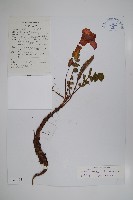 藏品(滇川角蒿)的圖片