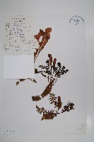 藏品(滇川角蒿)的圖片