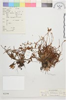 藏品(水辣菜、禺毛茛)的圖片