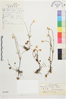 藏品(三裂毛茛)的圖片