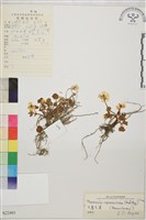 藏品(毛葉毛茛)的圖片