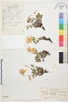 藏品(假耬斗菜)的圖片