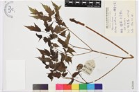 藏品(類葉升麻)的圖片