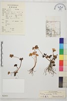 藏品(小金蓮花)的圖片