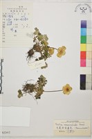 藏品(毛茛狀金蓮花)的圖片