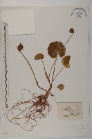 藏品(雲南金蓮花)的圖片