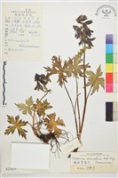 藏品(螺距翠雀花)的圖片