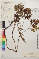 藏品(黃三七)的圖片
