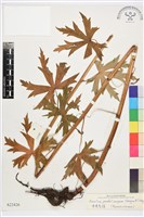 藏品(垂果烏頭)的圖片