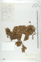 藏品(紅花岩梅)的圖片