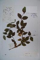 藏品(剛毛忍冬)的圖片