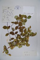 藏品(剛毛忍冬)的圖片