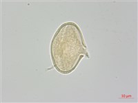 藏品(雅江棱子芹)的圖片