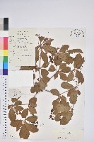 藏品(毛葉吊鐘花)的圖片