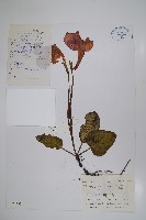 藏品()的圖片