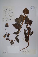 藏品(大萼黨參)的圖片