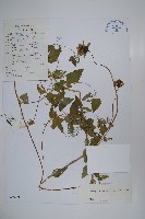 藏品(閃毛黨參)的圖片