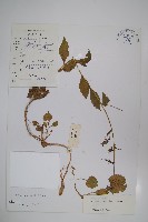 藏品(天藍沙參)的圖片