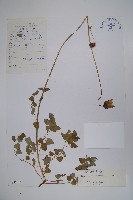 藏品(綠鐘黨參)的圖片