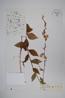 藏品(雲南沙參)的圖片