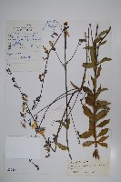 藏品(昆明沙參)的圖片