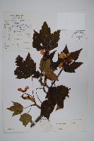 藏品(川滇長尾槭)的圖片