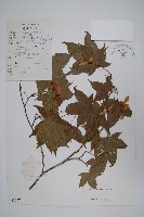 藏品(五裂槭)的圖片