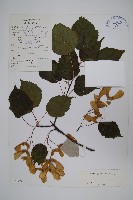 藏品(毛葉槭)的圖片