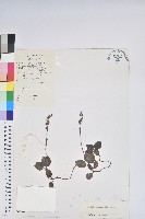 藏品(單側花)的圖片